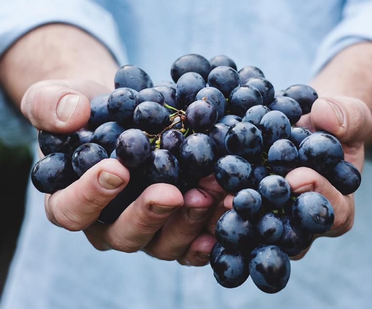 vidos bodega del vientos